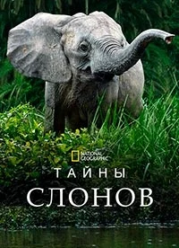 Тайны слонов